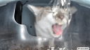 StreetCatWiki Banner