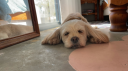 DAWGTOPIA Discord server banner