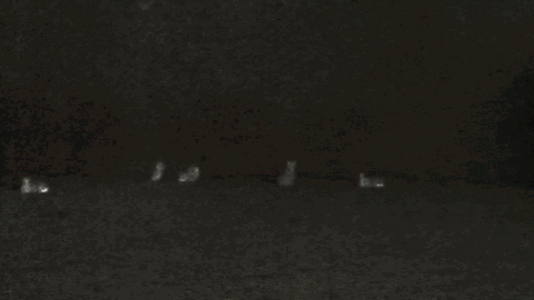 /sweetener ꕤ ariana grande banner