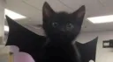v𝐨𝘹i𝒶 Discord server banner
