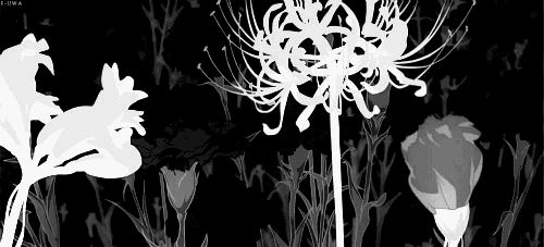 The coco island Discord server banner