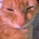Awo Cat Community Discord server banner
