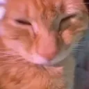 Awo Cat Community Discord server banner