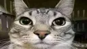 Meow's community 😼 banner