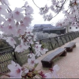 /seashell🐚 Discord server banner