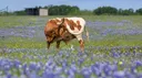 Femboys of Greater Texas server banner