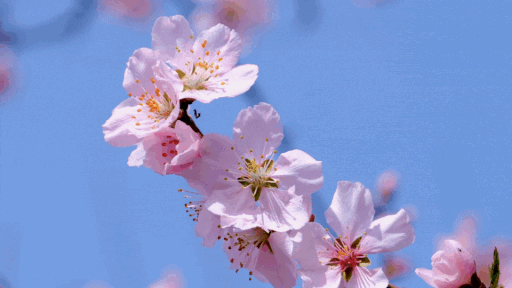 LANG Discord server banner