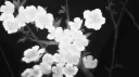 DreamFn banner