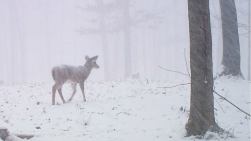 empyrium Discord server banner