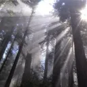 𝕋𝕙𝕖 ℝ𝕠𝕤𝕖 𝔾𝕒𝕣𝕕𝕖𝕟 (DFIL) Discord server banner