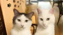 𝙲𝚑𝚊𝚖𝚘𝚖𝚒𝚕𝚎¹⁸⁺ ⸝⸝ ༝ server banner
