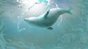Pinniped City Banner