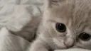 /kittycat : bleh banner