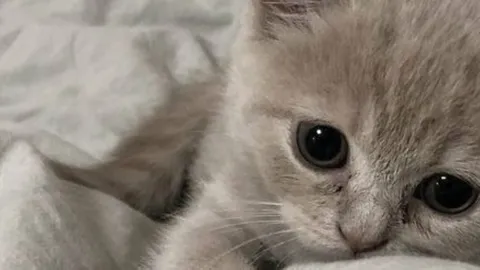 /kittycat : bleh banner