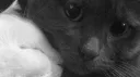ᴍᴇᴛᴇᴏʀ sʜᴏᴡᴇʀ (• ˕ •マ.ᐟ Discord server banner