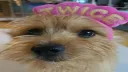 BIG MIJO BRASIL banner