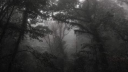 pakis server banner