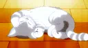 cat cult cafe server banner