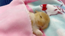 bunbuns Discord server banner