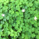 ★﹐mr. d’s favorite campers ．﹗﹑ Discord server banner