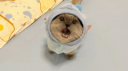 Cat Landers | 😼🐾 Banner