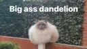 𝒻𝓇𝑒𝒶𝓀𝓎 SIGMAS banner