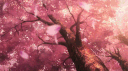 Oxalis banner