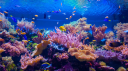 ⟡🦈 Baby Bay Aquarium! 🫧⟡ Discord server banner