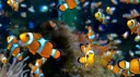 ⟡🦈 Baby Bay Aquarium! 🫧⟡ server banner