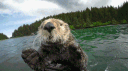 we love /otters banner