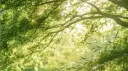 ⋆⸙͎۪۫。˚The Secret Forest˚⸙͎۪۫⋆ banner