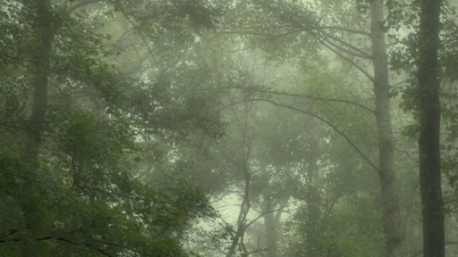 ⋆⸙͎۪۫。˚The Secret Forest˚⸙͎۪۫⋆ Discord server banner