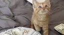dolar banner