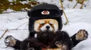 panda pal club banner