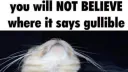 💖🐈 Be Hopeful 💃💖 server banner