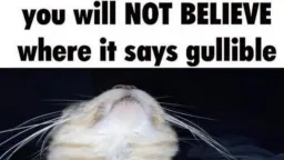💖🐈 Be Hopeful 💃💖 server banner