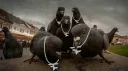 The Flock banner