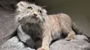 puppies & kittens club Discord server banner