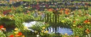 Cocco 18+ | emote・VC・minecraft Discord server banner