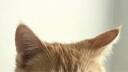 ⊹．acubi Banner