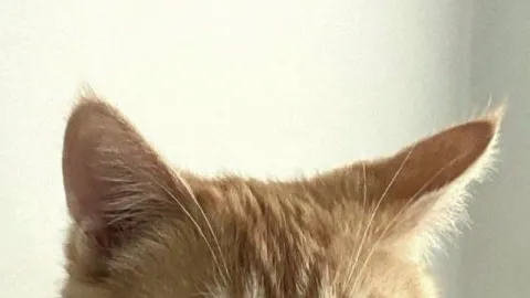 ⊹.acubi banner