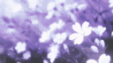 ‧₊˚ ☾ 𝘮𝘰𝘰𝘯𝘭𝘪𝘨𝘩𝘵 𝘭𝘰𝘣𝘣𝘺 Discord server banner