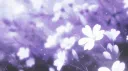 ‧₊˚ ☾ 𝘮𝘰𝘰𝘯𝘭𝘪𝘨𝘩𝘵 𝘭𝘰𝘣𝘣𝘺 server banner