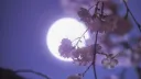🌸 Hanabira | Friends | Games | Giveaways | Anime | Chill 🌸 banner