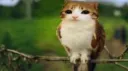 ycfwp Discord server banner
