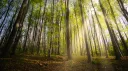 New Wood banner