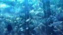 underwater 🎐🫧 banner