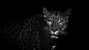 INVICTUS #TCKN banner