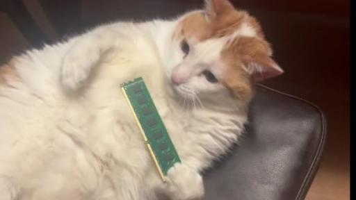 「 cove of H :3 」 Discord server banner