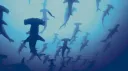 { 🌊 } ‘ art sharkz ! ” { 🌊 } :: 🦈 Discord server banner
